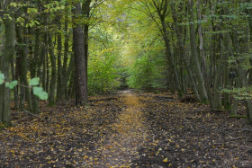Bild: Wald